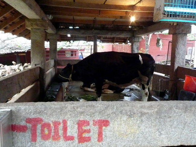 同じ敷地内で、牛が飼われていました。