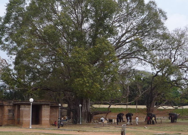 敷地内で飼育されている象。マハラジャが乗るためでしょうか。