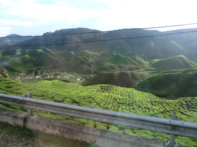 モチロン・・・綺麗なお茶畑を見ながら・・・