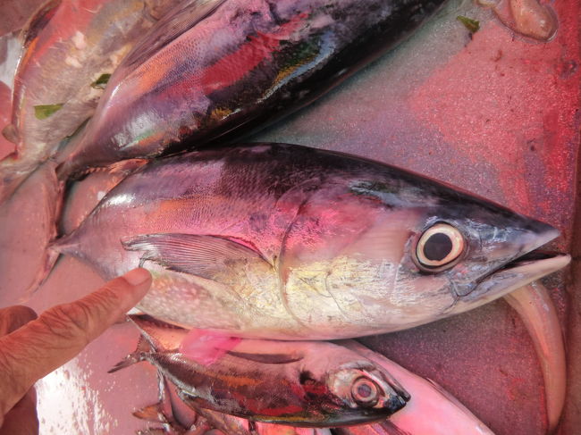 此方のカツオはタタキニして・・・でも昼のバスで今日日本に旅立ち・・・残念・・・<br /><br />キャメロンにはお寿司屋さん有りません・・・刺身食べさせてくれる所ありません・・・市場で買ったものを刺身で食べるのは私くらいです・・・