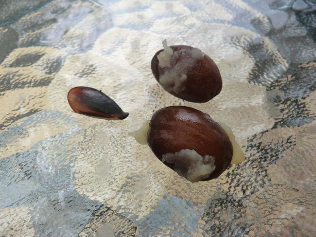 これが種・・・