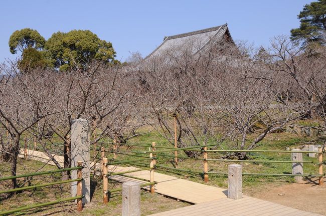 中門を入ると、左手に有名な御室桜の庭園が広がっている。<br />まだ開花期ではなかったので、少し寂し気な感じだ。<br />その奥には、観音堂の屋根が見えていた。