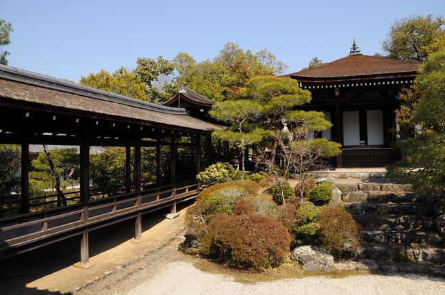 北庭の奥には薬師如来像を祀る霊明殿と呼ばれる建物があった。<br />黒書院と渡り廊下で結ばれ、なかなか風情のある。<br />霊明殿から見る北庭と宸殿の眺めもなかなか良かった。