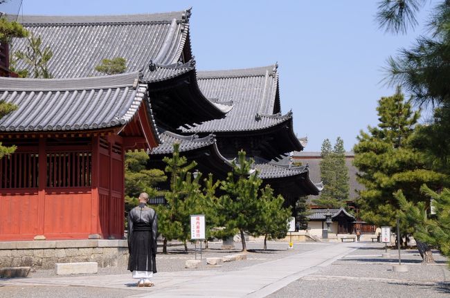 三門の脇から眺めると、仏殿、法堂、大方丈が整然と並び美しい。<br />仏殿は文政10年(1827)、法堂は明暦2年(1656)、大方丈は承応3年(1654)の建立で、勅使門や経蔵などを含めた14の建物が重要文化財の指定を受けているそうだ。<br />禅寺の凛とした空気を感じないのは、空が広く境内がとても伸びやかで明るいからかもしれない。<br />御堂に溶け込むように立つ僧侶の姿にも厳しさを感じなかった。