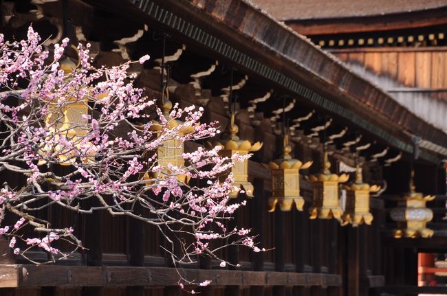 駅から北野天満宮までは歩いて10分ほど。<br />３月と言うこともあり、学生が大勢参詣に来ていた。<br />境内では、まだ梅の花が見ごろだった。