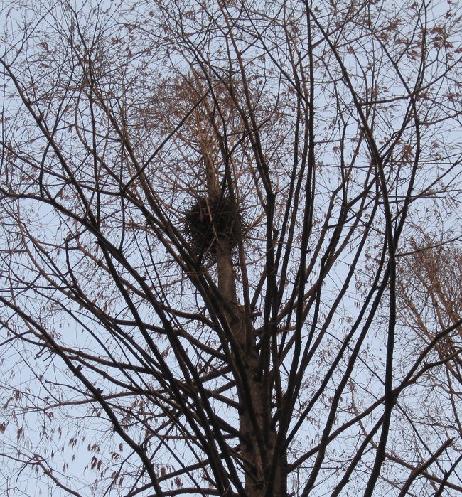 山よりに行くとよくある鳥の巣。。。<br />