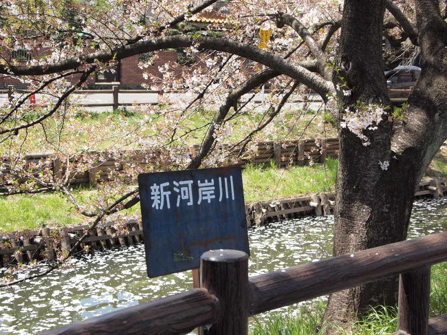 小江戸 川越 桜紀行 川越 埼玉県 の旅行記 ブログ By ソヨンさん フォートラベル 小江戸 川越 桜紀行 川越 埼玉県 の旅行記 ブログ By ソヨンさん フォートラベル