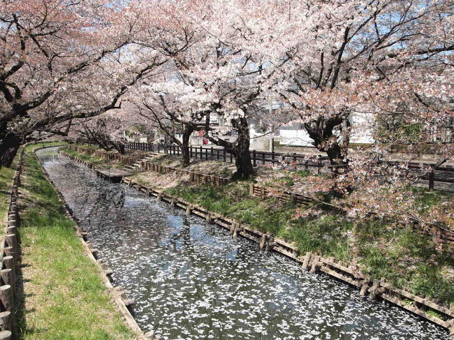 毎年「春祭り」が開催されているんですが<br />今年は震災の影響で中止されたそうです。<br /><br />新河岸川でも和船に乗って船遊できるイベントが<br />ありましたが、こちらも中止したみたいです。