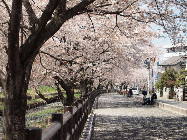この日は天気が良くて、日陰に入ると風が気持ちいい。<br />自転車を停めて、のんびり花見してます。<br />