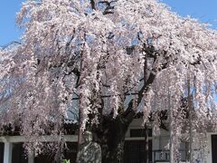 専照寺の枝垂桜

樹齢推定３５０年