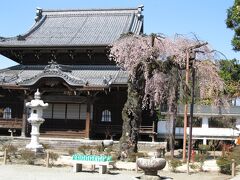 正永寺の枝垂桜

樹齢推定３５０年