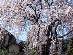 黄梅院の枝垂桜

樹齢推定４００年