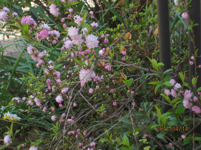 家の小梅桜、漸く満開になった。