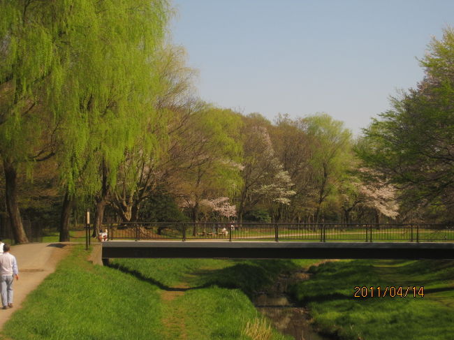 野川の柳も又清々しい。