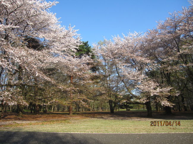 桜と桜が語らっている。いや、妍を競っている。