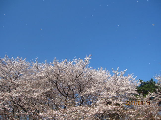 空に舞う花吹雪。白い点になっている。