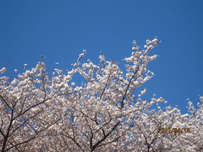 青空に向って花開く。