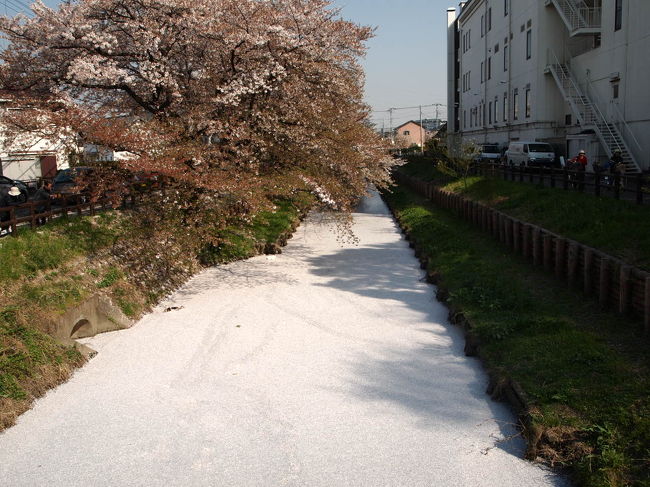 新河岸川に戻ると、風で桜が散ってしまっていました。<br />が、川面に桜の花びらが浮いてピンクの川になってました。