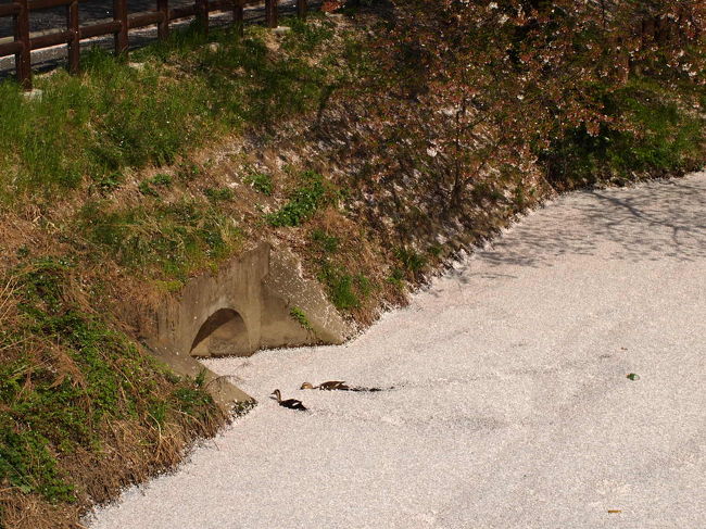 ん、何かいる！！