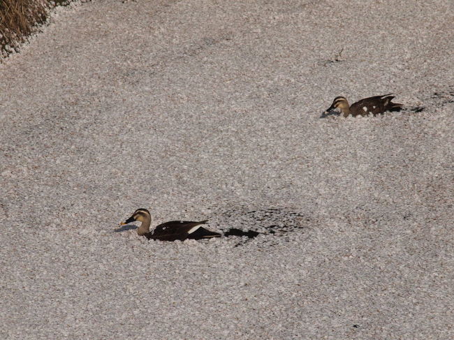 桜の川を鴨が泳いでました。<br />夫婦かな？