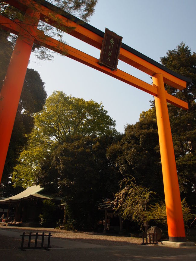 近くの氷川神社。<br />縁結び神社としても有名です。