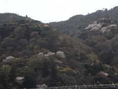 渡月橋の向こう側の山に山桜が咲いてます。
