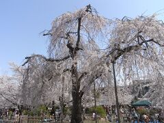 嵐山公園の枝垂れ桜。