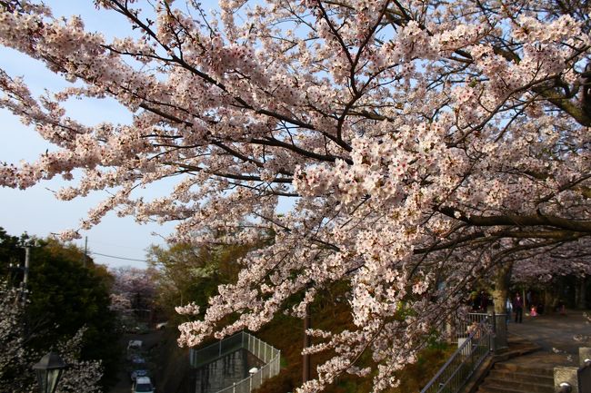 市原 木更津ぐるり旅 2 きみさらずタワーから見る桜 太田山公園 袖ヶ浦 千葉県 の旅行記 ブログ By でかドラさん フォートラベル