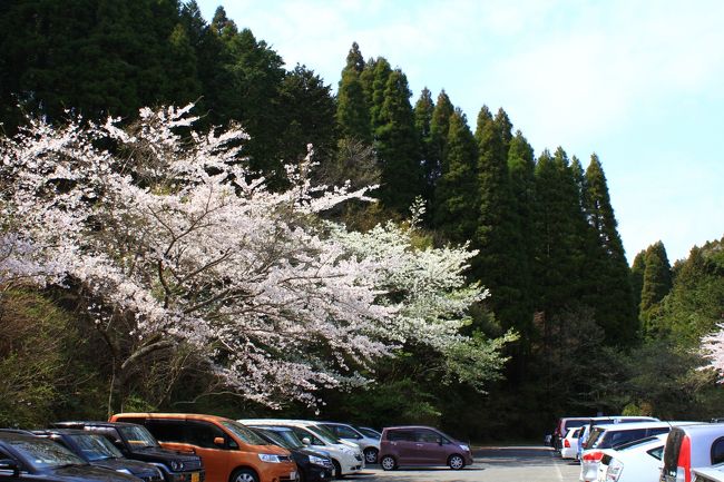 大多喜城を目指す人達は「大多喜県民の森」の無料駐車場に停めて、ここから歩く人が多いようです。<br />小さな売店と公衆トイレもあるので利便性は高いですよ！<br />駐車場内にもきれいな桜が満開でした。