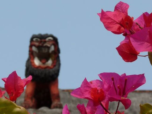 屋根の上にかわいいシーサー(-ω☆)キラリ<br />ブーゲンビリアの花とよくマッチしてる。