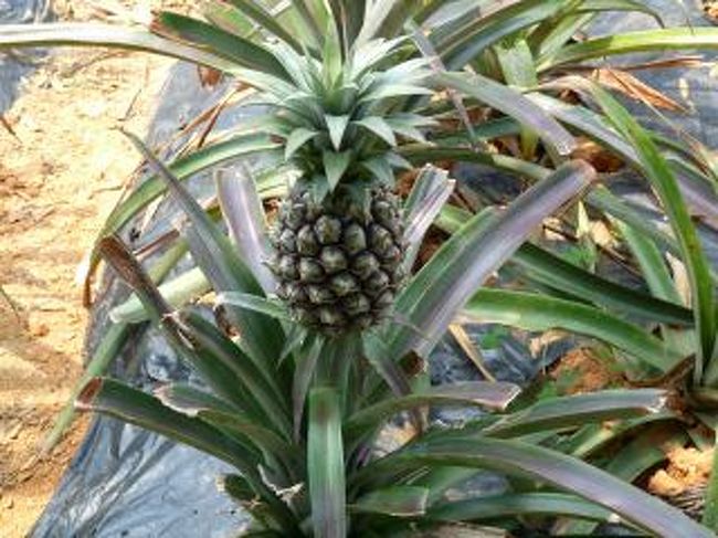 パイナップルがなってる〜<br />ε=ε=(/*~▽)/キャーかわいい