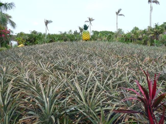 水はけが良くないとパイナップルはだめになるから山みたいな畑の形状にしてるんだって。<br />この季節のパイナップルはあまり美味しくないそうですよ。