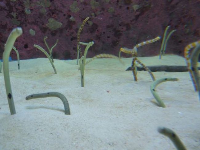 o(＠.＠)o ナンジャコリャ!!<br /><br />なんとかアナゴ。名前は忘れた（笑）<br />気持ちわる・・・・