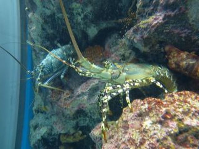 たたたたたたた　食べたい！！