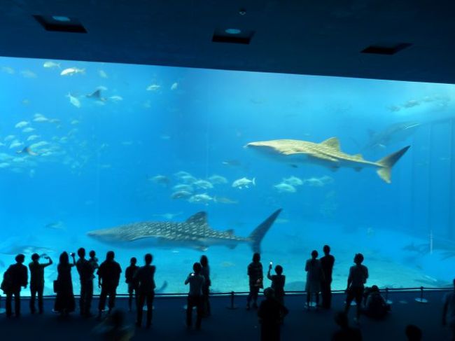 じんべいざめが３匹一緒の写真が撮れたら幸せになれるらしい。<br />ねばりました！！！かすかに右上に３匹目がいるでしょ。<br />これで私も幸せになれるってか〜<br />ブイ V(=^‥^=)v ブイ