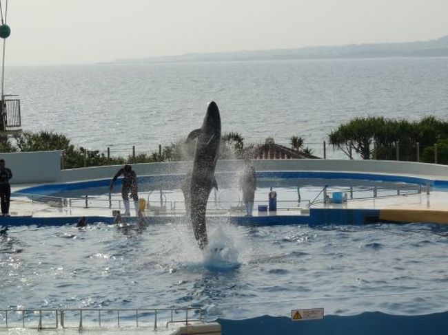外ではイルカのショーがやってました。<br />この子すごい回転しながらジャンプしてました。<br />何回転したかわからない。浅田真央ちゃんもびっくりだろうね。