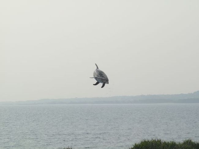 空飛ぶイルカ君<br /><br />どれだけ高くジャンプするねん、この子は・・・・