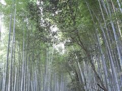 野宮神社から常寂光時へ。
途中の竹林。