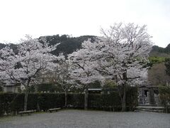 祇王寺を後に、さらに北へ。
化野念仏寺の桜。