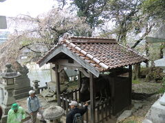 ふもとのしだれ桜・・・は、見頃を過ぎちゃってますね。
馬屋の馬は、山口大神宮の馬と御兄弟だそうです。