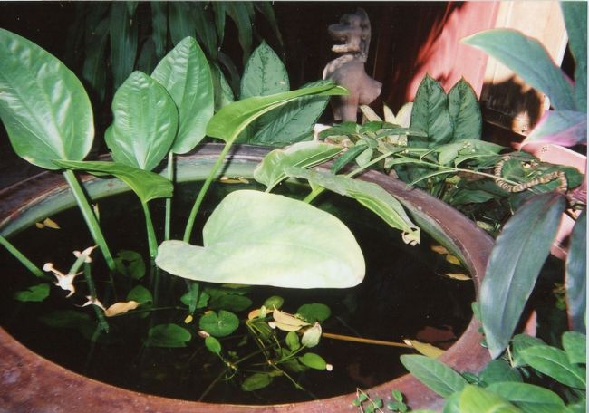 ジム・トンプソンさんの家③。<br /><br />※見学後、タイ式マッサージの体験とタイスキーをご馳走になりました。<br /><br />※バンコク2日目はBTS1日乗車券（100バーツ）を使ってバンコク市内を闊歩。サーヤム・スクエア、シーロム通り、スクンビット通り、戦勝記念塔を見学。BTSの駅にあるジューススタンドでスイカジュースを飲んだりと・・・。<br /><br />※電車内は飲食禁止。駅の警備員さんに止められます！