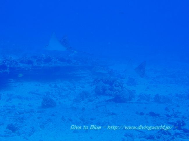 ダイビングおまとめ ハワイのオアフ島シャークスコーブでファンダイブ ～ZX DIVING～
