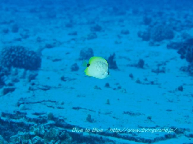 ZXDIVING オアフ島のダイビングは楽しい♪』ホノルル(ハワイ)の ZXDIVING オアフ島のダイビングは楽しい♪』ホノルル(ハワイ)の