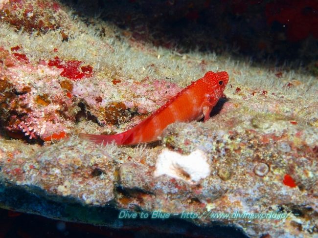 ZXDIVING オアフ島のダイビングは楽しい♪』ホノルル(ハワイ)の