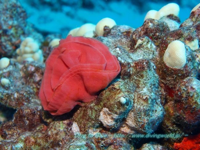 ZXDIVING オアフ島のダイビングは楽しい♪』ホノルル(ハワイ)の