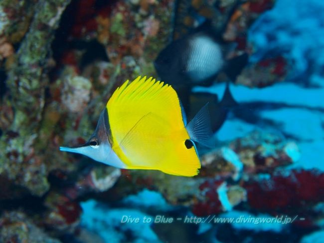 ZXDIVING オアフ島のダイビングは楽しい♪』ホノルル(ハワイ)の