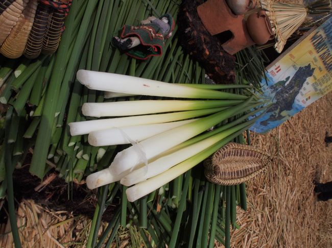 自分たちの住む島も作れば、家も船もこの植物で作るのですが、なんとこの白い部分は食料にもなるそうです。