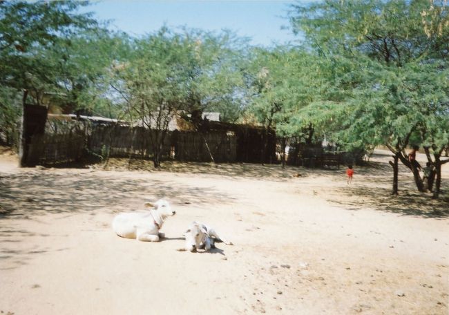 ダマヤッズイカパゴダの近くの村集落。道には牛が悠々と休んでおります。