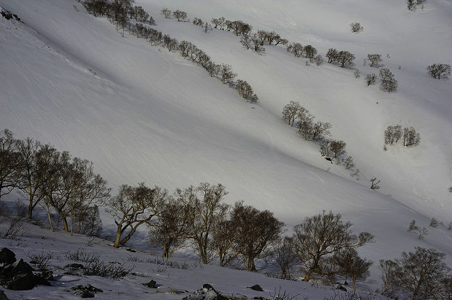 谷のダケカンバ