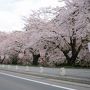 2011年ＧＷみちのく三大桜を求めて東北へ　その２　青森（弘前・青森・大間・佐井）